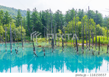 夏の北海道　美瑛　神秘の白金青い池 118159557