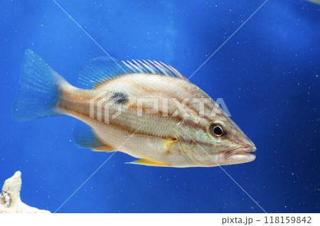 ネンブツダイ　イシモチ　海水魚　魚 118159842