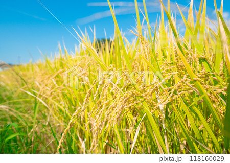 黄金色に色づいた稲穂 118160029