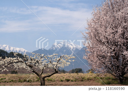 満開の桜と白梅　甲斐駒ケ岳 118160590
