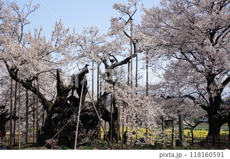 桜満開 樹齢2000年の山高神代桜 桜満開 樹齢2000年の山高神代桜 118160591