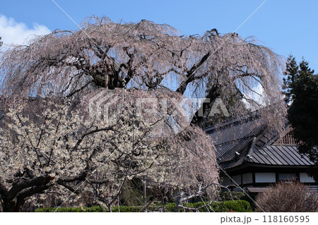 身延山久遠寺の枝垂れ桜 身延山久遠寺の枝垂れ桜 118160595