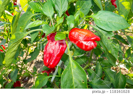 ピーマンの栽培 ピーマンの栽培 118161028