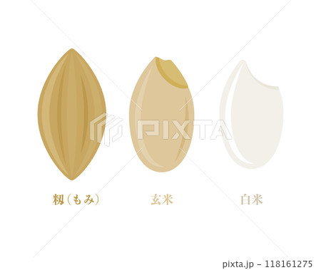 米粒の白米まで_もみ、玄米、精米前、精米後のお米イラスト 118161275