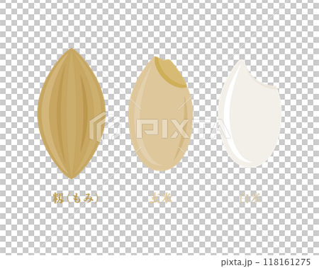 Illustrations of rice from grains to white rice, including unpolished, brown rice, unpolished and polished rice 118161275