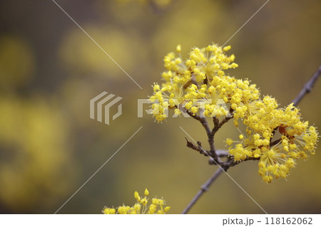 春の訪れを告げるサンシュユの花 118162062