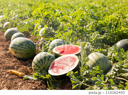 Harvested red watermelons on vegetable field. Watermelon half on ground 118162493
