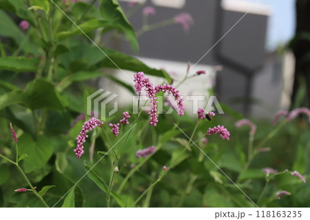 秋の公園に咲く赤いオオケタデの花 118163235
