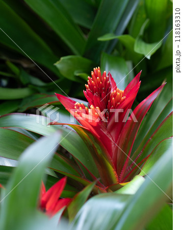 花苞の美しいグズマニア 118163310