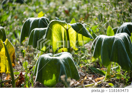 Zucchini plant leaves displaying signs of wilting due to drought and water scarcity 118163473