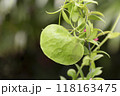 Ant Plant growing with red flower blooming. 118163475