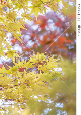 秋の紅葉したモミジ 118163593