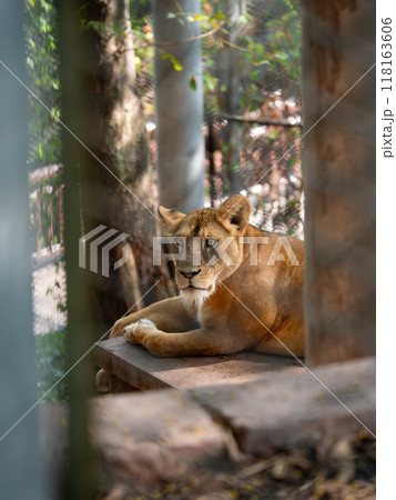 A female lion looking into the camera 118163606