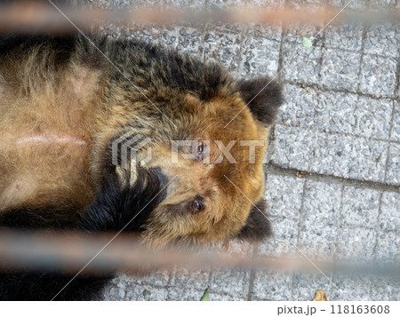 Closeup of A female Tibetan Bear looking into the camera while resting 118163608
