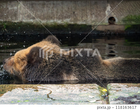 Tibetan Bear, a rare species is enjoying water during the heat wave in a zoo of China Tibetan Bear, a rare species is enjoying water during the heat wave in a zoo of China 118163617