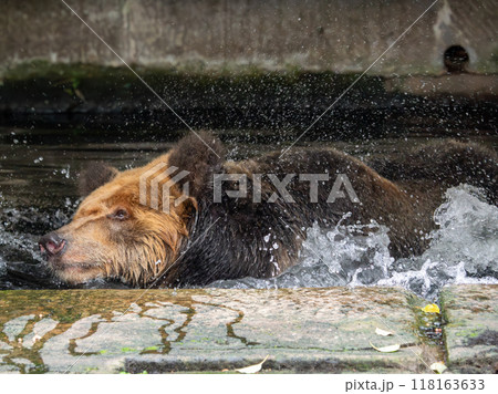 Tibetan Bear, a rare species is enjoying water during the heat wave in a zoo of China Tibetan Bear, a rare species is enjoying water during the heat wave in a zoo of China 118163633