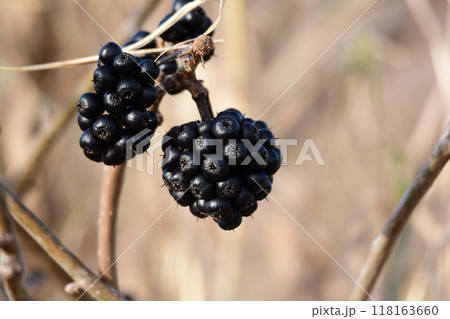 ケヤマウコギの実 ケヤマウコギの実 118163660