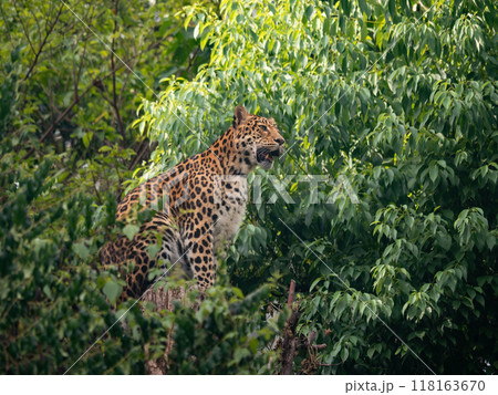 Close-up of North Chinese Leopard (Panthera pardus japonensis) sitting on a tree Close-up of North Chinese Leopard (Panthera pardus japonensis) sitting on a tree 118163670
