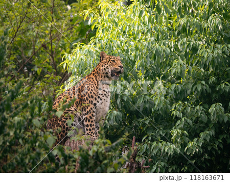 Close-up of North Chinese Leopard (Panthera pardus japonensis) sitting on a tree Close-up of North Chinese Leopard (Panthera pardus japonensis) sitting on a tree 118163671