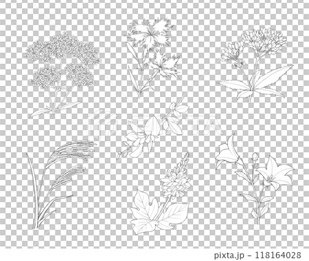 七種秋季草本的寫實線條畫插圖集 118164028