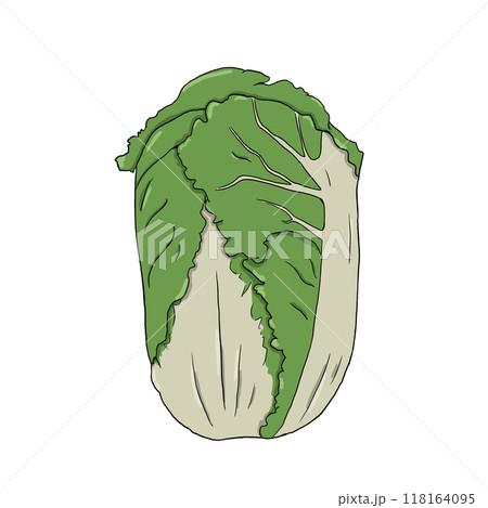 Green chinese cabbage in simple style. Illustration in digital.	 118164095