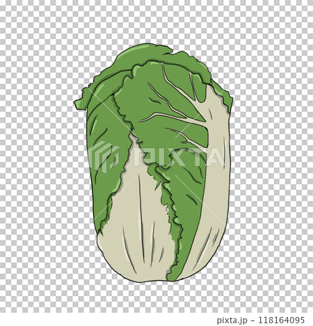 Green chinese cabbage in simple style. Illustration in digital.	 118164095