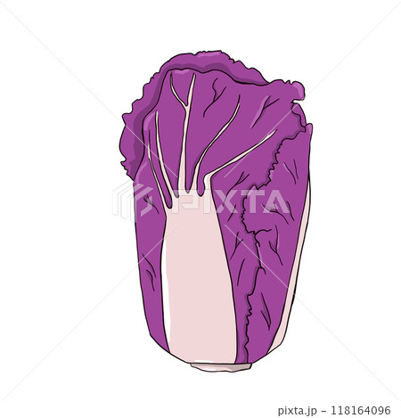 Violet chinese cabbage in simple digital style. Isolated illustration. 118164096