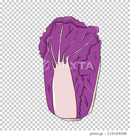 Violet chinese cabbage in simple digital style. Isolated illustration. 118164096
