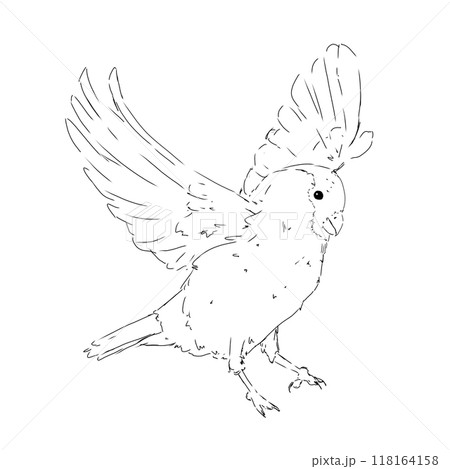 Bullfinch bird in flight black and white illustration Bullfinch bird in flight black and white illustration 118164158