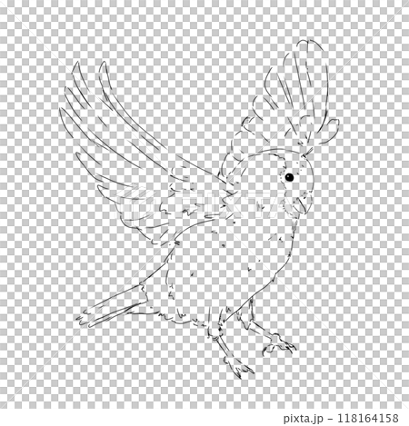 Bullfinch bird in flight black and white illustration Bullfinch bird in flight black and white illustration 118164158