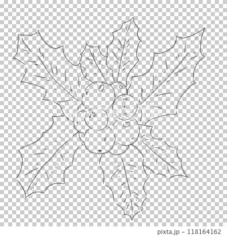 Holly leaves with round berries black and white line illustration Holly leaves with round berries black and white line illustration 118164162
