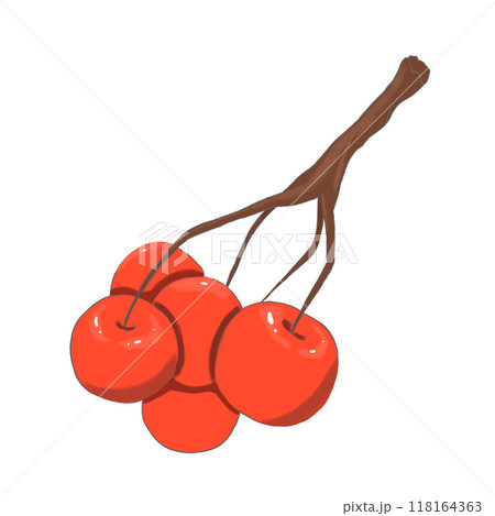Bunch of red berries, color illustration	 118164363