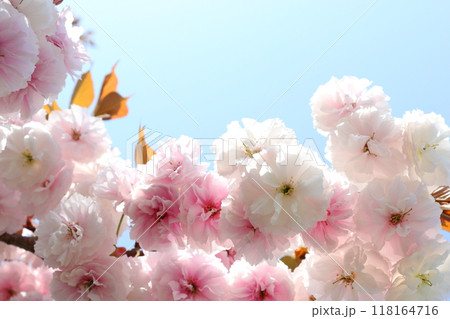 満開の八重桜（普賢象）のクローズアップ 【青空背景】 118164716