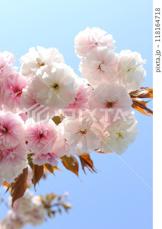 満開の八重桜（普賢象）のクローズアップ 【青空背景】 118164718