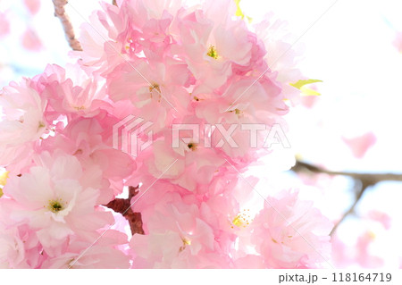 満開の八重桜（八重紅虎の尾）のクローズアップ 【白背景 】 【空背景】 118164719
