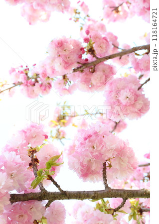 満開の八重桜（八重紅虎の尾）のクローズアップ 【白背景 】 【空背景】 118164721