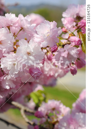 満開の八重桜（八重紅虎の尾）のクローズアップ 118164726