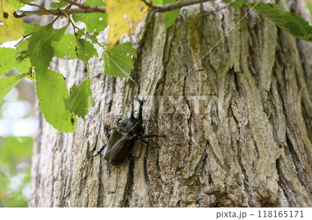 野外で見つけたカブトムシ 118165171