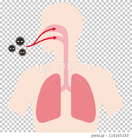 Viruses that enter the body 118165183