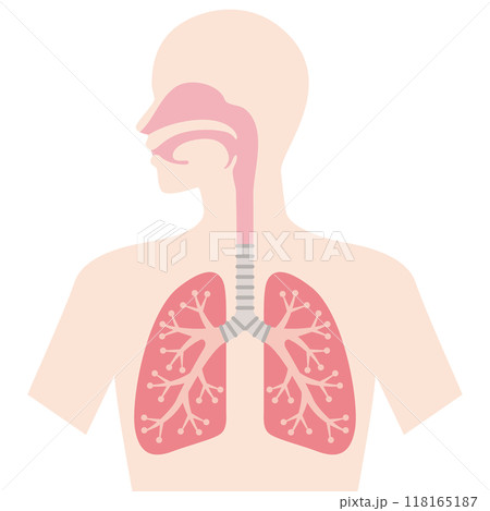 肺と呼吸器 118165187