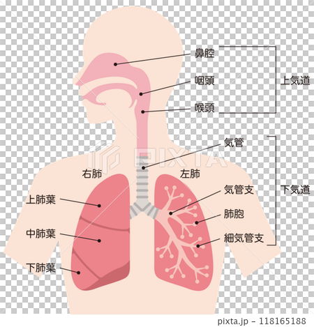 肺と呼吸器 肺と呼吸器 118165188