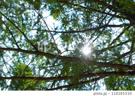 下から見上げたカヤの木と木漏れ日の写真 118165310