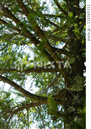 下から見上げたカヤの木の写真 118165311