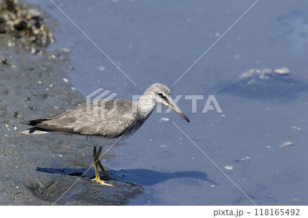 キアシシギ 118165492