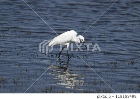 コサギ コサギ 118165499