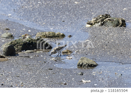 トウネン 118165504