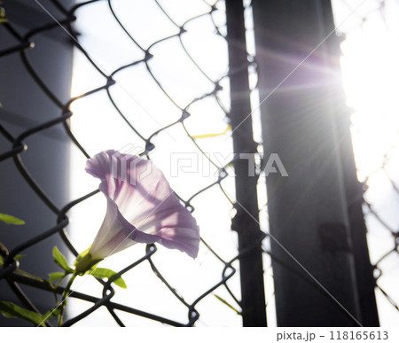 線路脇の昼顔 線路脇の昼顔 118165613