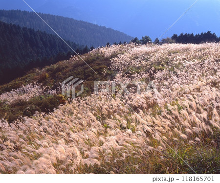 大和葛城山山頂のススキの大群生 118165701