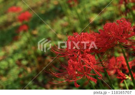 赤い彼岸花 118165707