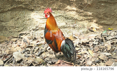 Rooster with red crest in farm Rooster with red crest in farm 118165796